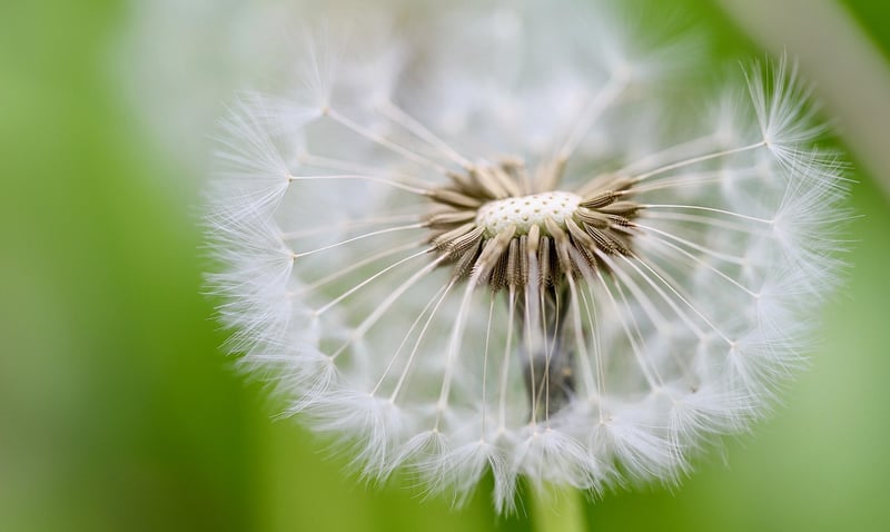 Seed Saving
