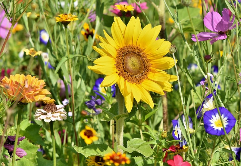 Garden Yield