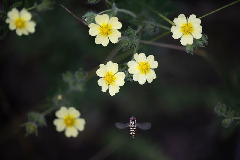 Hoverfly